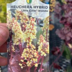 Pandy's Garden Center Perennials Heuchera ‘Little Cutie Blonde’