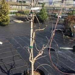 Pandy's Garden Center Nursery Wisteria Black Dragon Tree