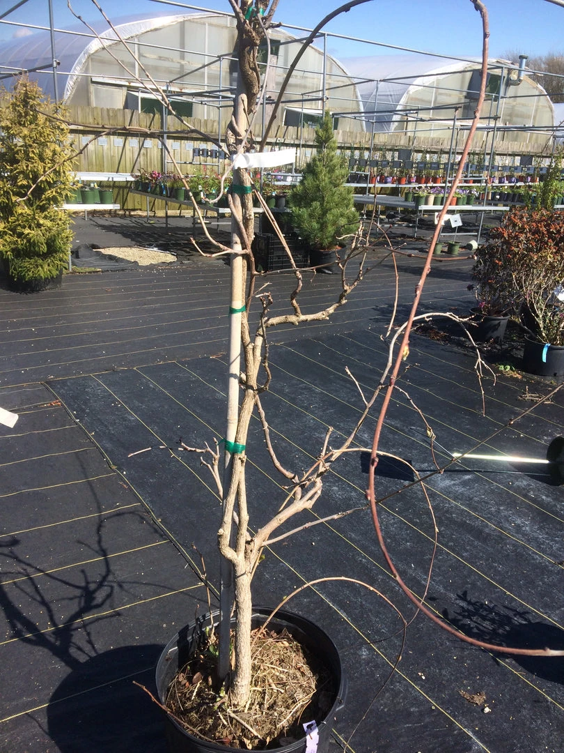 Pandy's Garden Center Nursery Wisteria Black Dragon Tree 3 Pandy's Garden Center Nursery Wisteria Black Dragon Tree