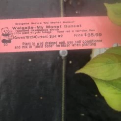 Pandy's Garden Center Weigelia My Monet Sunset