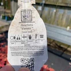 Pandy's Garden Center Perennials Heuchera ‘vienna’