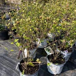 Pandy's Garden Center Rose Of Sharon Lavender Chiffon E4 !