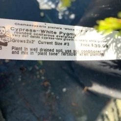 Pandy's Garden Center Cypress ‘white Pygmy’