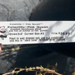 Pandy's Garden Center Potentilla Pink Queen #3 Nursery