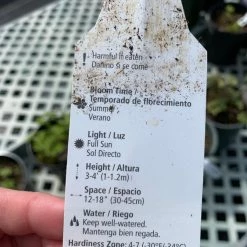 Pandy's Garden Center Delphinium ‘aurora Deep Purple’