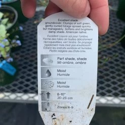 Pandy's Garden Center Carex ’pennsylvania Sedge’