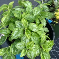 Pandy's Garden Center Perennials Lamiastrum ‘galeobdolon Variegatum’