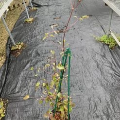 Pandy's Garden Center Clematis’ Guernsey Cream Perennials 5 Pandy's Garden Center Clematis’ Guernsey Cream Perennials