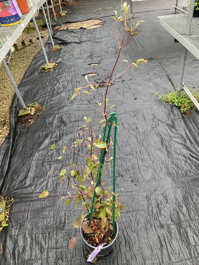 Pandy's Garden Center Clematis’ Guernsey Cream Perennials 4 Pandy's Garden Center Clematis’ Guernsey Cream Perennials