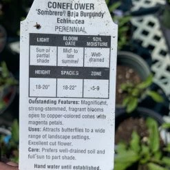 Pandy's Garden Center Echinacea/ Cone Flower ‘Baja Burgundy’