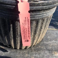 Pandy's Garden Center Tallhedge’ Finellne Fern Leaf