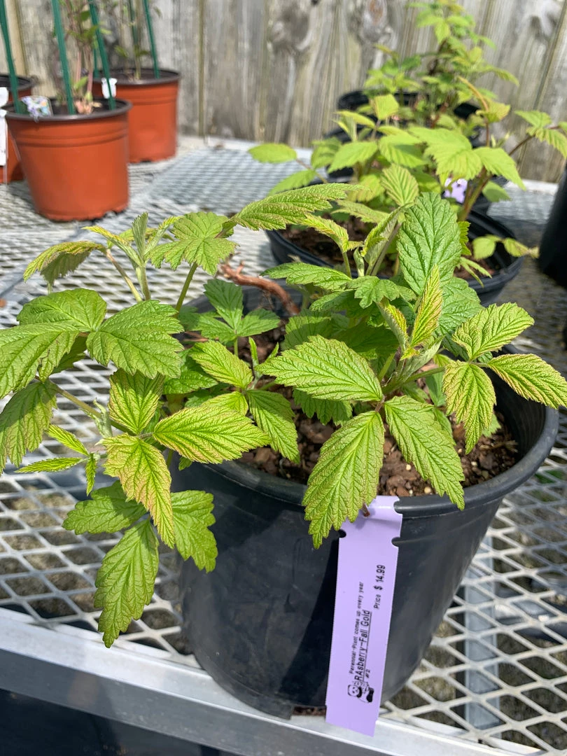 Pandy's Garden Center Raspberry ‘fall Gold’ 3 Pandy's Garden Center Raspberry ‘fall Gold’