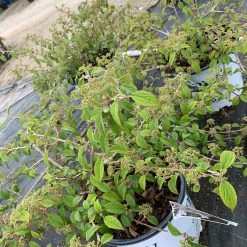 Pandy's Garden Center Viburnum Plicatum ‘wabi-sabi’