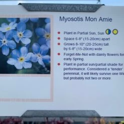 Pandy's Garden Center Myosotis ‘mon Amie’ Perennials