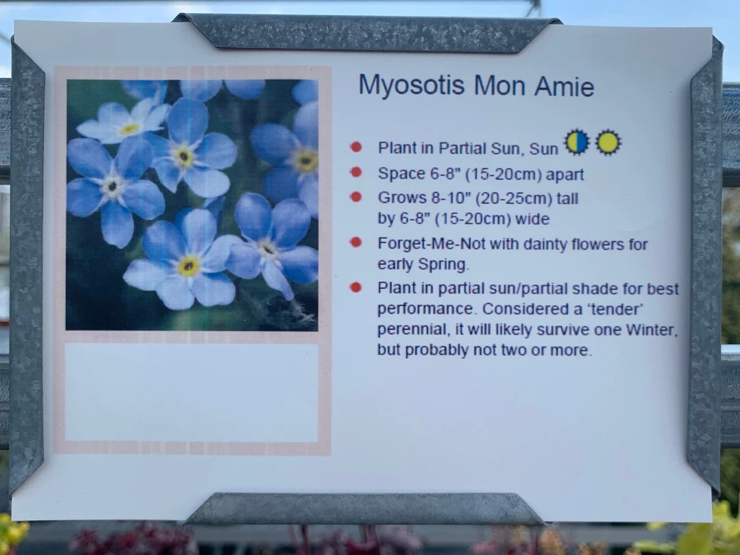 Pandy's Garden Center Myosotis ‘mon Amie’ Perennials 3 Pandy's Garden Center Myosotis ‘mon Amie’ Perennials