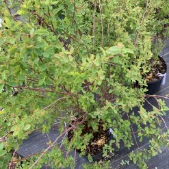 Pandy's Garden Center Spirea Vanhoutte Bridal Wreath C-7 !