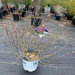 Pandy's Garden Center Rose Of Sharon Lavender Chiffon E4 !