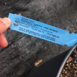 Pandy's Garden Center Nursery Blueberry Legacy #15