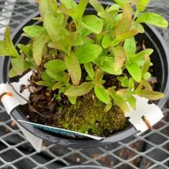 Pandy's Garden Center Veronica ‘white Ray’ Perennials