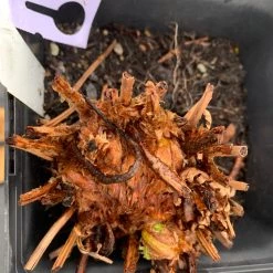 Pandy's Garden Center Fern’ LeatherWood Perennials