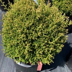 Pandy's Garden Center Cypress Cream Ball False Nursery