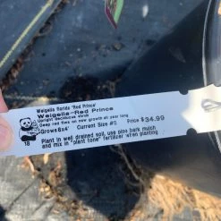 Pandy's Garden Center Weigelia- Red Prince #3 Nursery