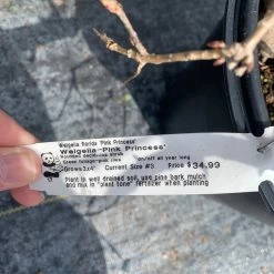 Pandy's Garden Center Weigelia Pink Princess Nursery