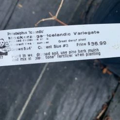 Pandy's Garden Center Mock Orange Icelandic Variegate D-8 !