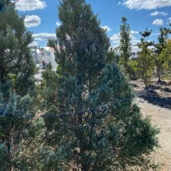 Pandy's Garden Center Nursery Juniper Wichita Blue