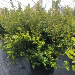 Pandy's Garden Center Boxwood - Dwarf Korean