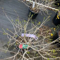 Pandy's Garden Center Winterberry’ Red Sprite Dwarf D-3 ! Nursery