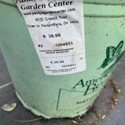 Pandy's Garden Center Nursery Lonicera Sempervirens Major Wheeler Honeysuckle