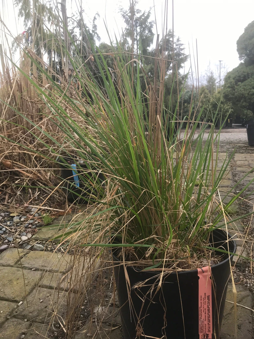 Pandy's Garden Center Karl Forester - Reed Grass Nursery 3 Pandy's Garden Center Karl Forester - Reed Grass Nursery