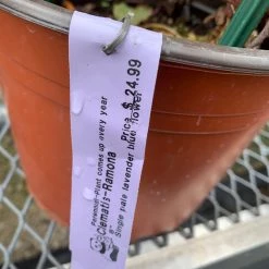 Pandy's Garden Center Clematis’ Ramona