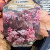 Pandy's Garden Center Perennials Heuchera ‘vienna’