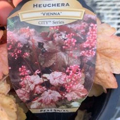 Pandy's Garden Center Perennials Heuchera ‘vienna’