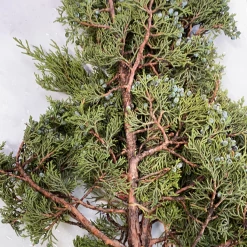 Pandy's Garden Center Juniper Berried Bunch