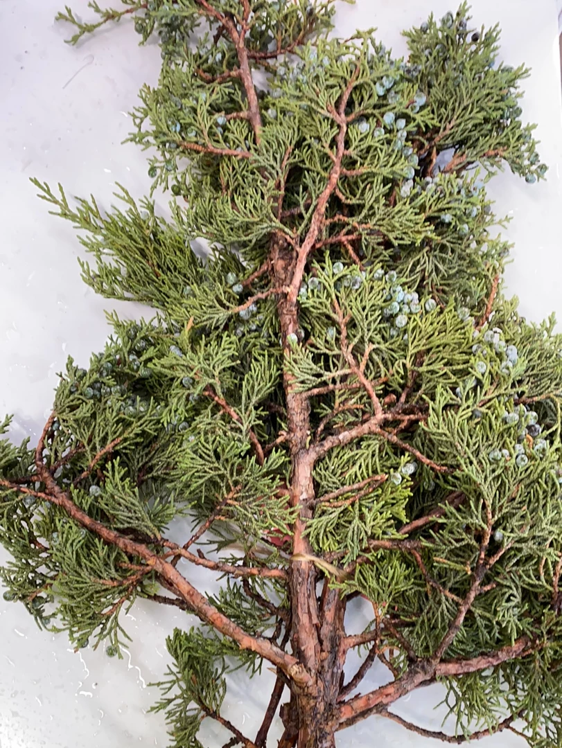 Pandy's Garden Center Juniper Berried Bunch 3 Pandy's Garden Center Juniper Berried Bunch