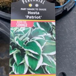 Pandy's Garden Center Host ‘patriot’