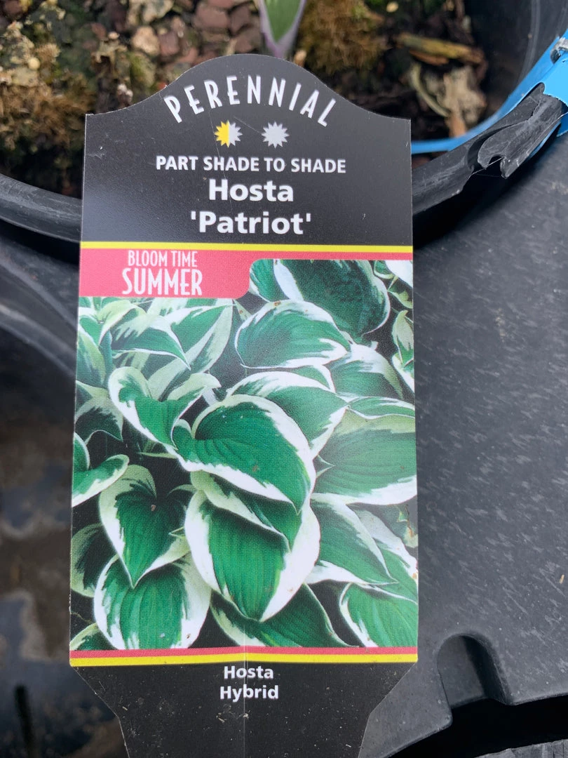 Pandy's Garden Center Host ‘patriot’ 3 Pandy's Garden Center Host ‘patriot’