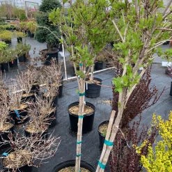 Pandy's Garden Center Weigeila- Carnaval Tree Form Nursery