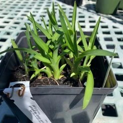 Pandy's Garden Center Hemerocallis/ Day Lily ‘Siloam Merle Kent’ Perennials