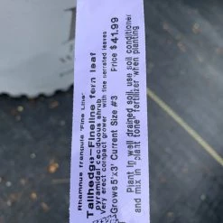 Pandy's Garden Center Tallhedge’ Finellne Fern Leaf