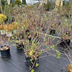 Pandy's Garden Center Willow Japanese Fantail