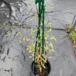 Pandy's Garden Center Perennials Clematis’ Tekla