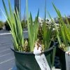 Pandy's Garden Center Iris ‘bold Pretender’ Perennials
