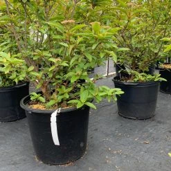 Pandy's Garden Center Viburnum Little Ditty E7 !
