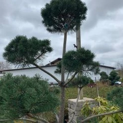Pandy's Garden Center Pine Scotch Poodle Nursery