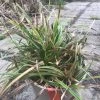 Pandy's Garden Center Nursery Japanese Grass - Variegated