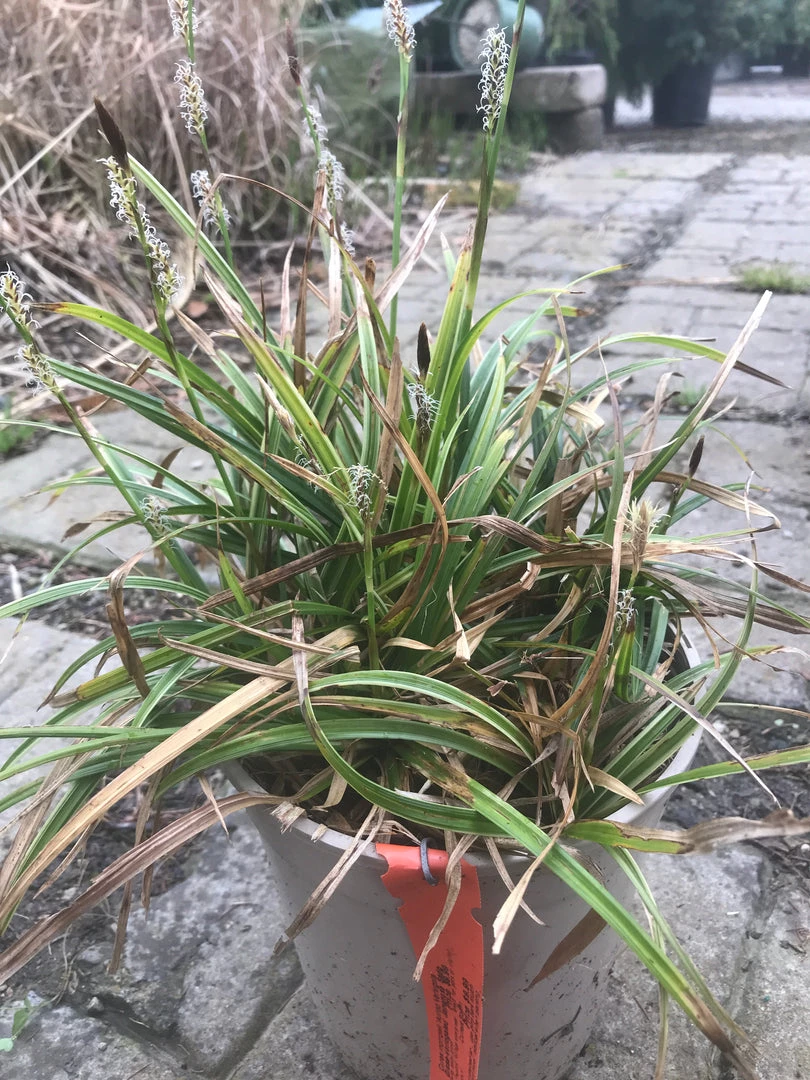 Pandy's Garden Center Nursery Japanese Grass - Variegated 3 Pandy's Garden Center Nursery Japanese Grass - Variegated
